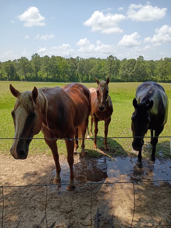Sassy, Belle and Pepper at a fence on the 4F farm