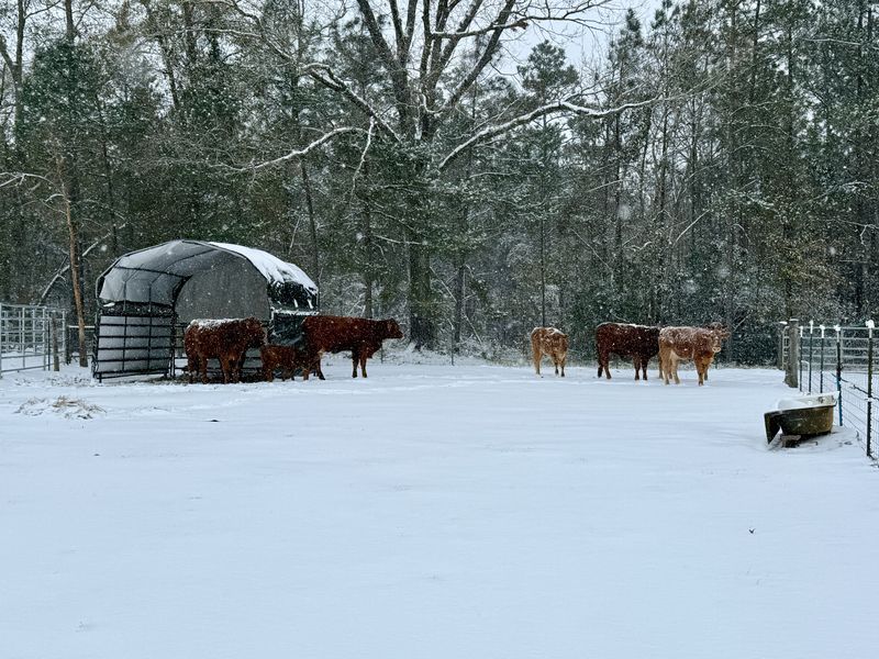 The herd standing in a snowy pasture