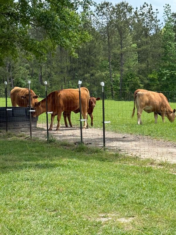 Cattle drinking at the water trough