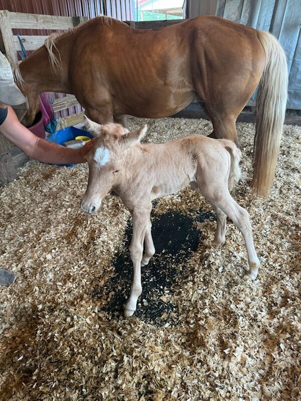 Dusty, a newborn foal, standing beside Sassy in the stall