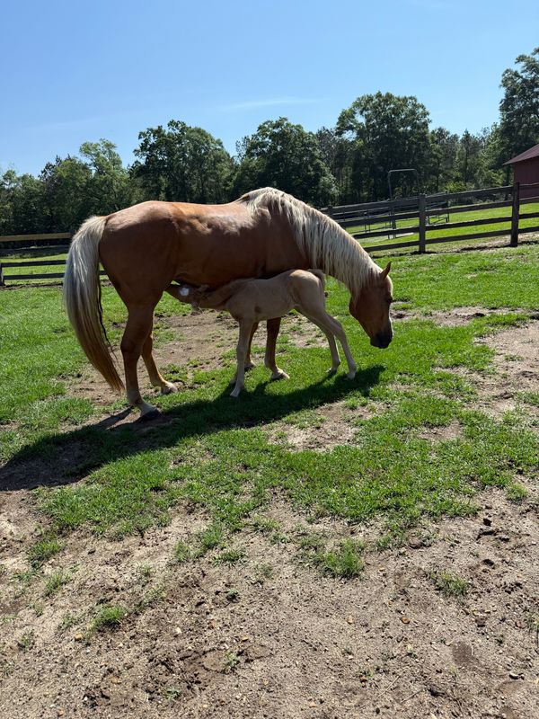 Sassy, a palomino mare, nursing her foal Dusty in the pasture