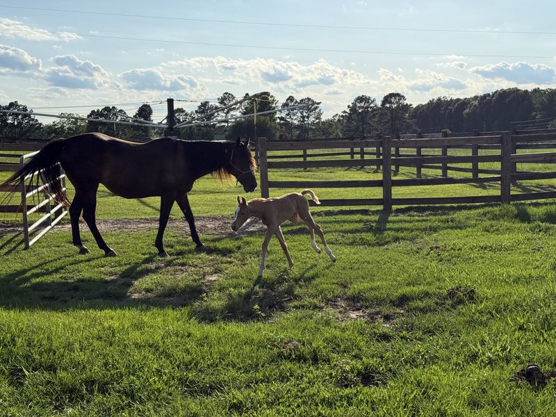 Jojo and her foal Belle moving across a green paddock