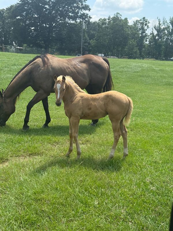 Jojo with Belle in the pasture