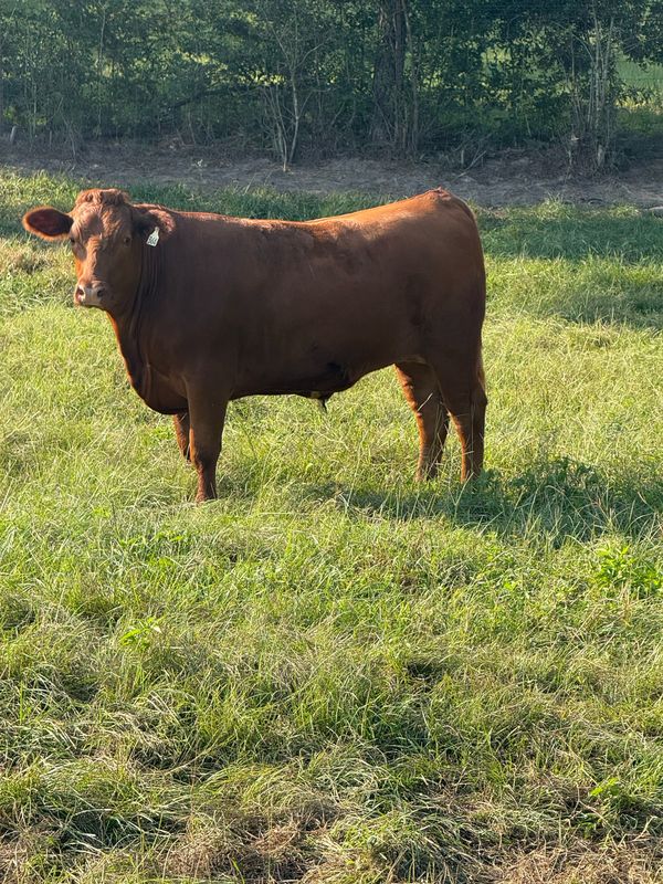 A red steer standing in the pasture