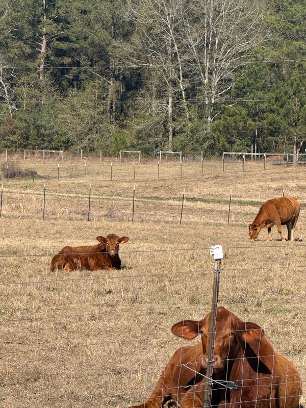 Cattle resting on the ground in a winter pasture