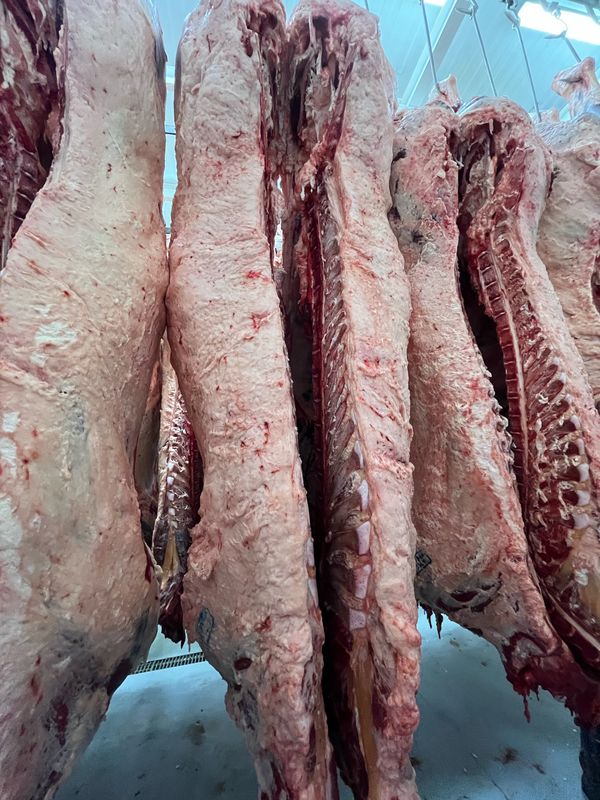 Beef sides hanging in the processor cooler before cutting