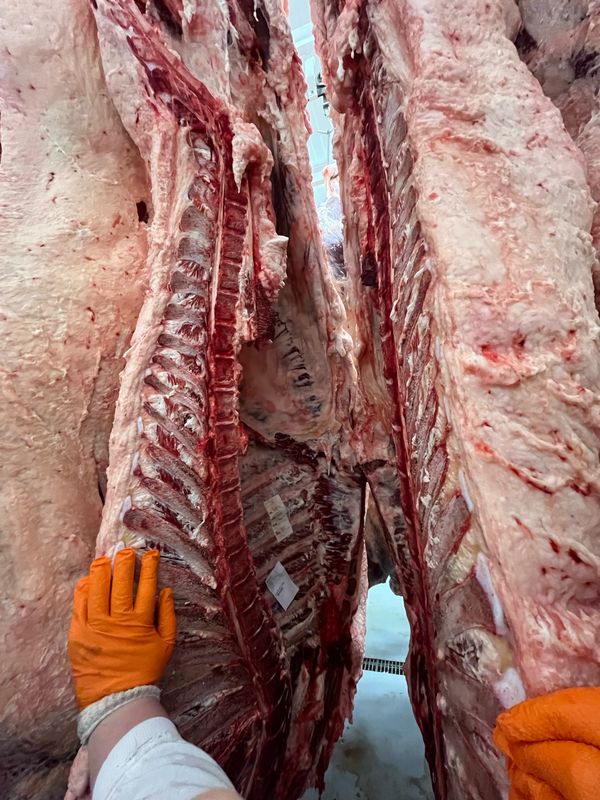 Close-up of a hanging beef side showing the rib section