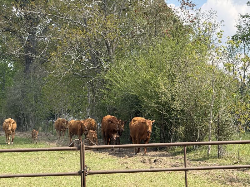 The herd gathered at the gate in spring