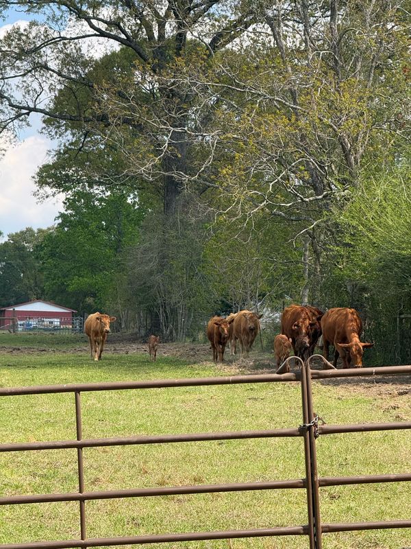 The 4F herd gathered at the gate in front of the red barn
