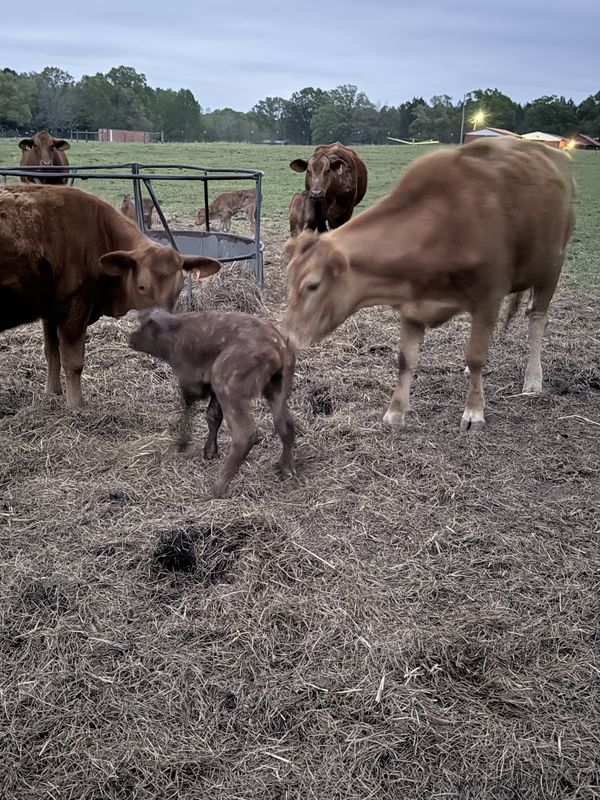 A young dark calf by the feeder in evening light