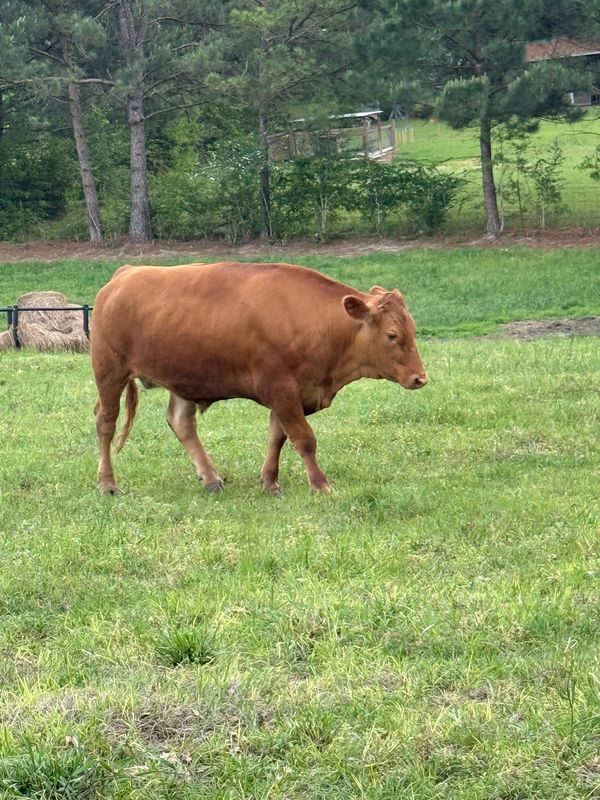 A steer walking across green pasture