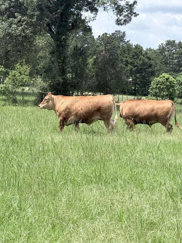 Two cattle grazing in tall grass