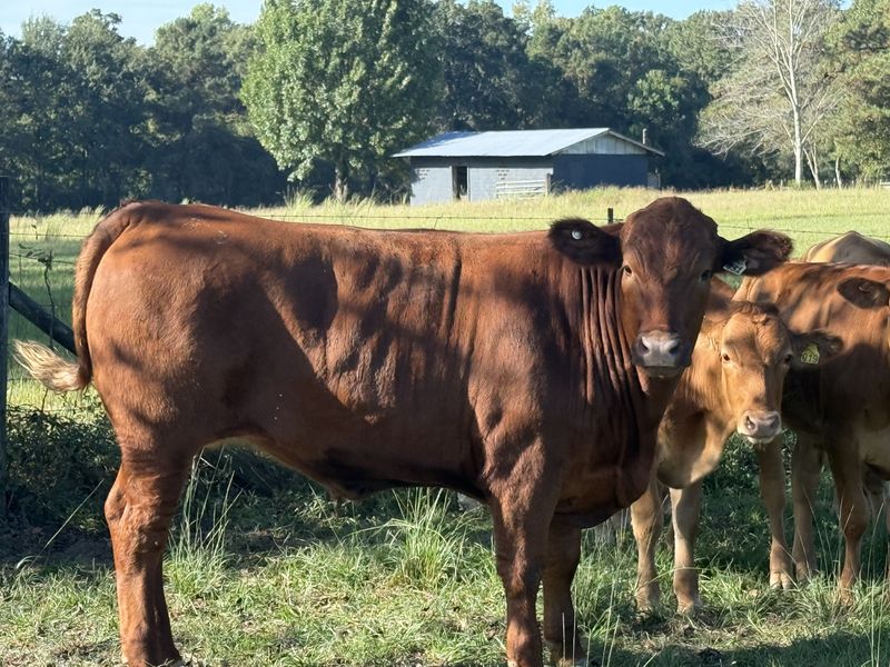A red heifer at the fence with the barn behind her