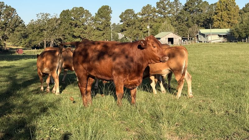 Red Akaushi Wagyu cattle on pasture near the barn, red coats clear in the sun