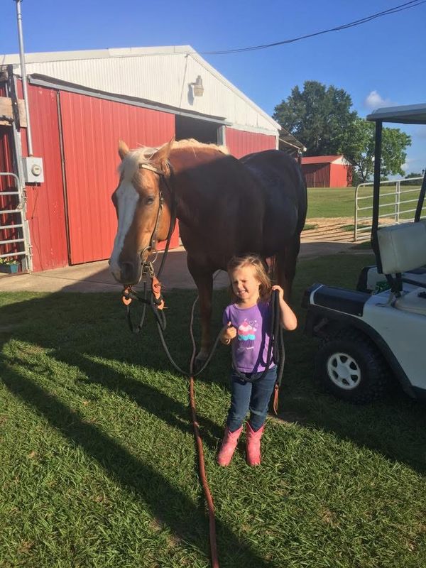 Sassy, a palomino mare with a wide white blaze, by a red barn with a little girl in a purple shirt and pink boots